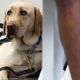 A photo of an emotional support dog at an airport.